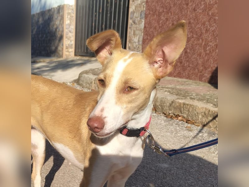 DAMA-zarte, noch etwas schüchterne, Podenco-Mädchen