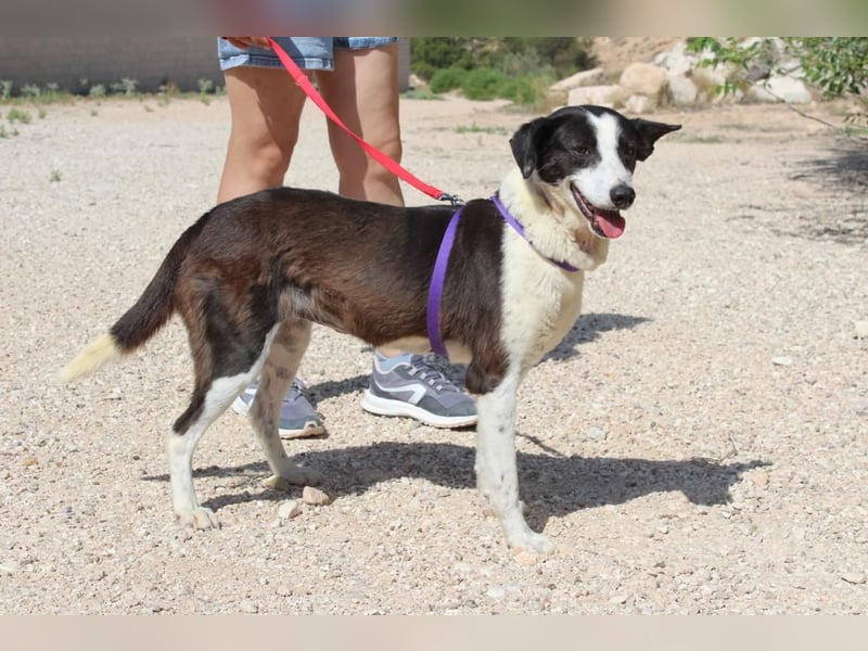 CANTALAR-ruhig, sanft, mit einem Herzen voller Liebe wartet sie sehnsüchtig auf ein schönes Leben