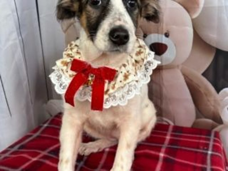 ISA-hübsches kleines Mädchen mit ihrem schneeweißen Fell und der braun-schwarzen Maske im Gesicht