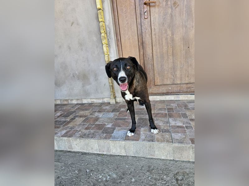 MABEL-strahlende Überleberin mit großem Herzen sucht liebevolles Für-immer-Zuhause