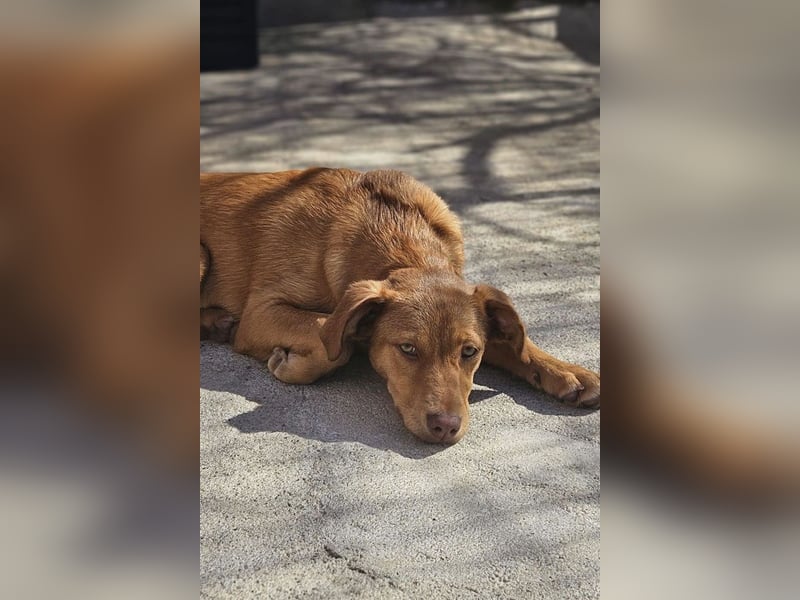 SIENA-fröhliches, freundliches Mädchen irrte alleine auf der Straße umher,auf der Suche nach Familie