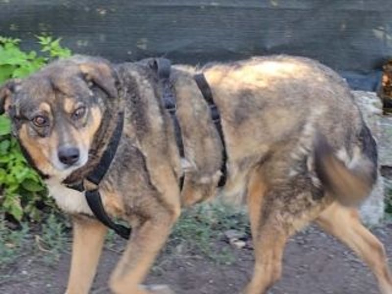 NORA-absulut liebenswertes Wesen