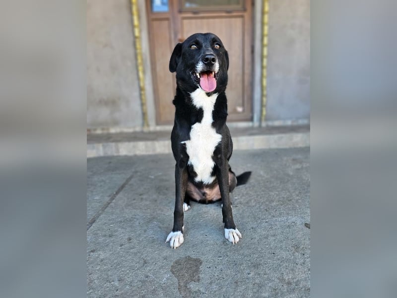 JAX -einer der „liebsten und freundlichsten Hunde, die wir je im Tierheim hatten“