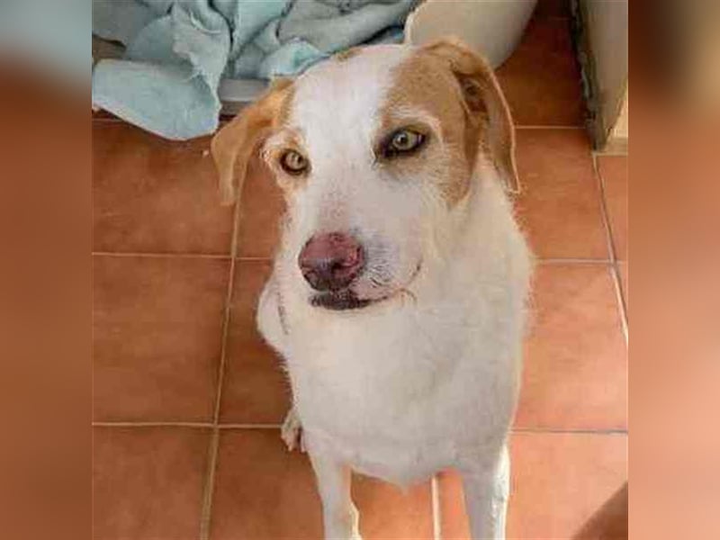 Benji und Dali werden nur gemeinsam vermittelt, da sie quasi „eins“ sind