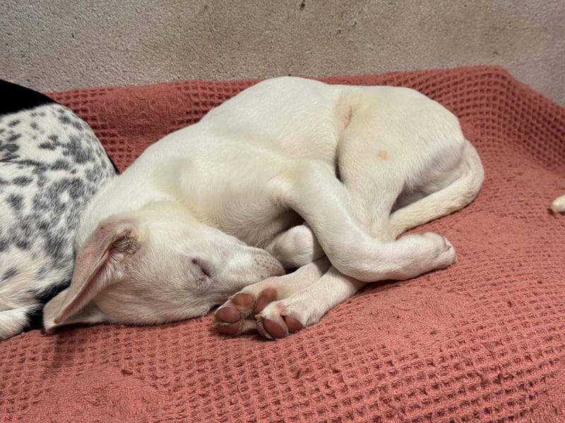 KINDER-fröhlicher, aufgeweckter Bub irrte allein auf der Straße umher,sucht seine Für-immer-Menschen