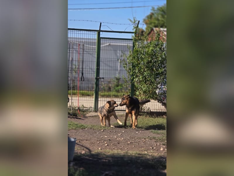 HOPE-ein liebes, fröhliches Mädchen mit sonnigem Gemüt hofft noch einmal auf ihre liebevolle Familie