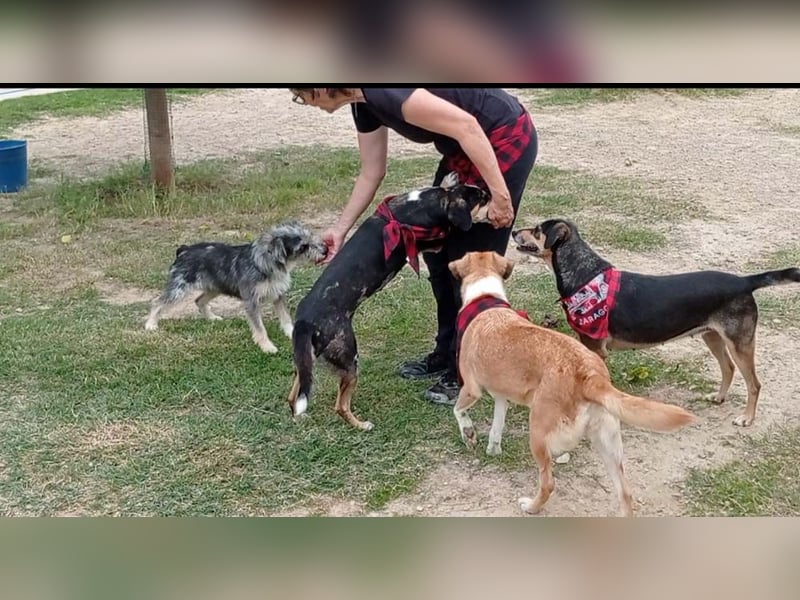 Wunderschöne PIRANA- sucht ein liebevolles Zuhause