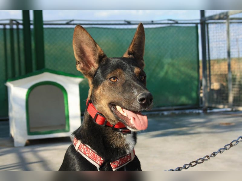 DONKOR-Schönheit mit glänzendem schwarz-braunem Fell sucht einfühlsame, geduldige liebevolle Mensche