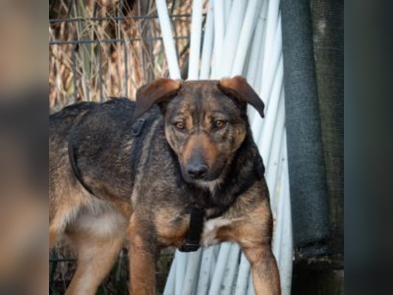 FEDORA-schüchterne Maus auf der Suche nach Liebe, Schutz, Geborgenheit