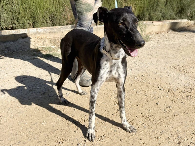 UBER-gesellig, lustig,verspielt,anhänglich, liebt Mensch und Hund,wartet sehnsüchtig auf ihr Zuhause