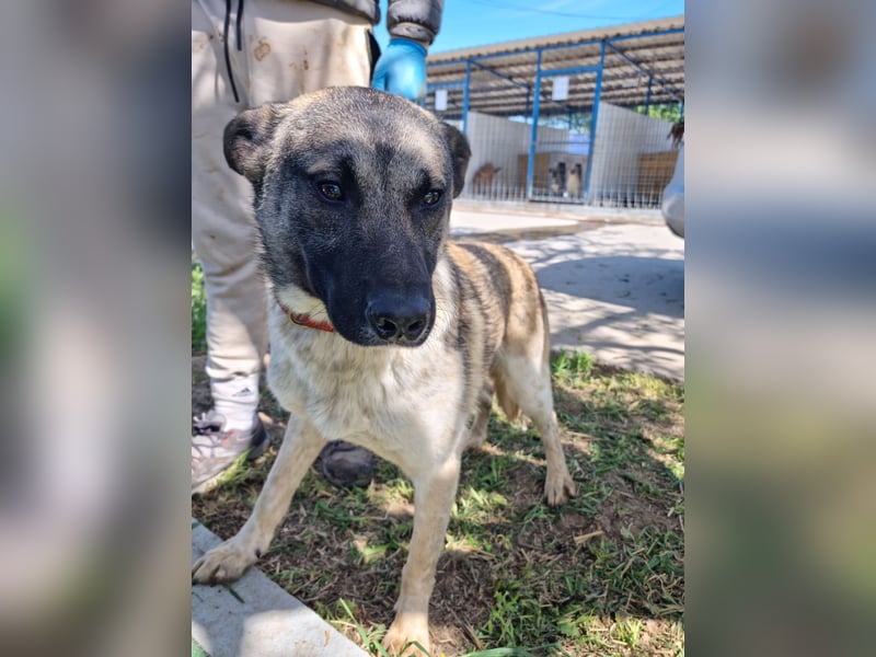 Wunderbarer VINCENT- ein Seelenhund sucht liebevolles Für-immer-Zuhause