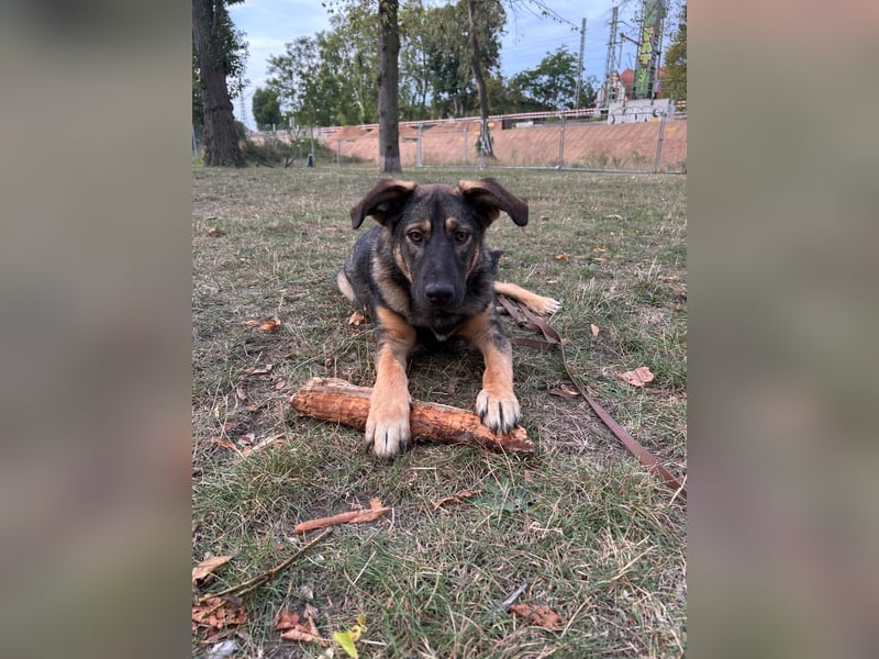 SOPHIE-Vielleicht können genau Sie sichin diesem Moment vorstellen, Sophie ein Zuhause zu geben.