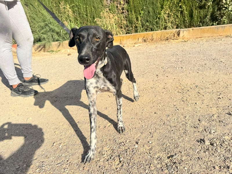 UBER-gesellig, lustig,verspielt,anhänglich, liebt Mensch und Hund,wartet sehnsüchtig auf ihr Zuhause