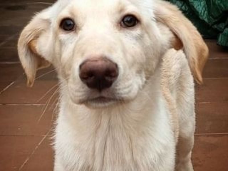 ASLAND-Ein junger Hund, der endlich ankommen möchte