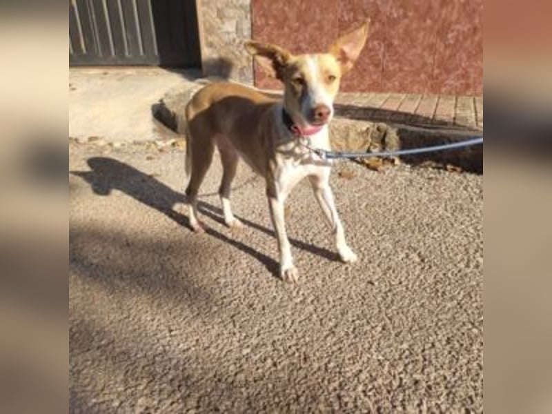 DAMA-zarte, noch etwas schüchterne, Podenco-Mädchen