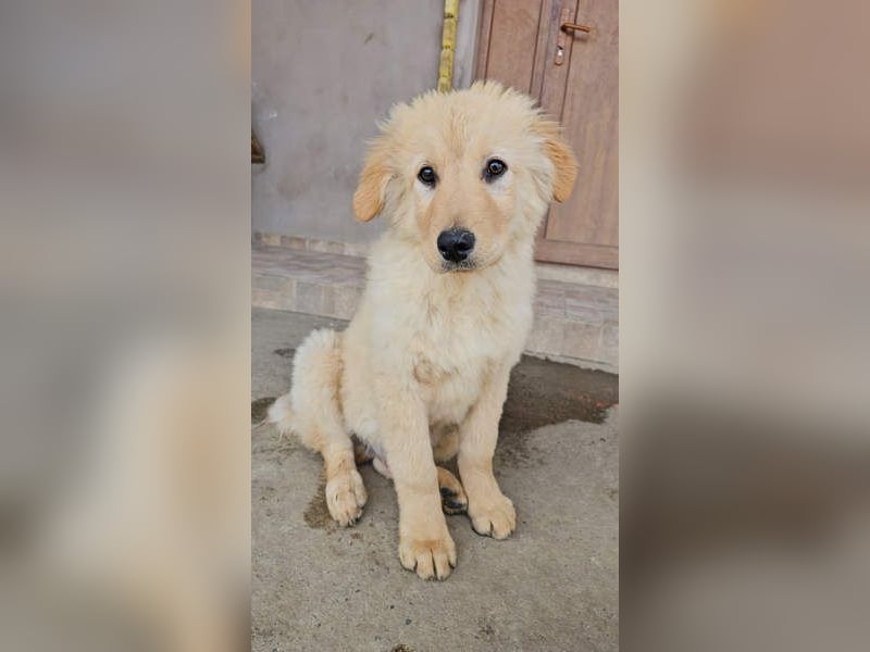 SLEEPY-ein fröhlicher, aufgeschlossener, sehr menschenbezogener Welpe sucht sein Für-Immer-Zuhause