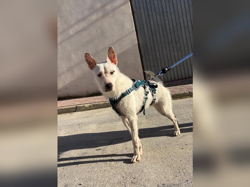 Bezaubernder DRACO-Ein Herz auf vier Pfoten sucht sein Für-immer-Zuhause!