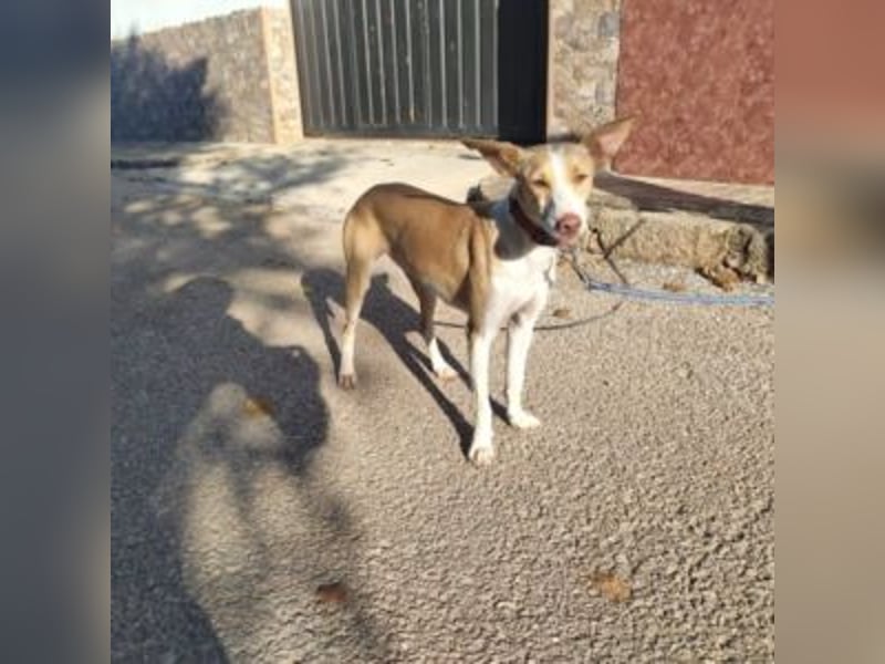 DAMA-zarte, noch etwas schüchterne, Podenco-Mädchen