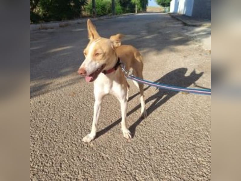 DAMA-zarte, noch etwas schüchterne, Podenco-Mädchen