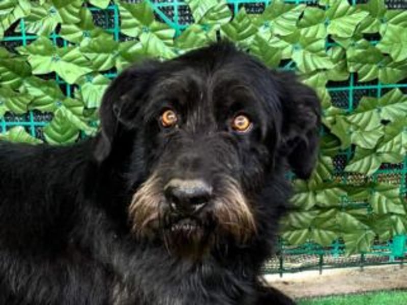 NERO-hübscher, liebevoll-freundlicher Mischlingsrüde