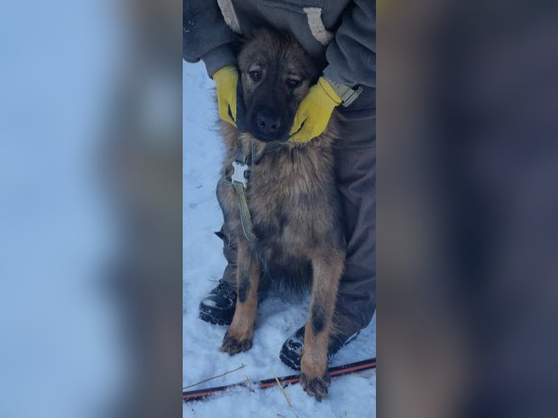 Hübscher LAURENT-superfreundlich, liebenswert-sein grösster Wunsch:eine liebevolle Für-immer-Familie