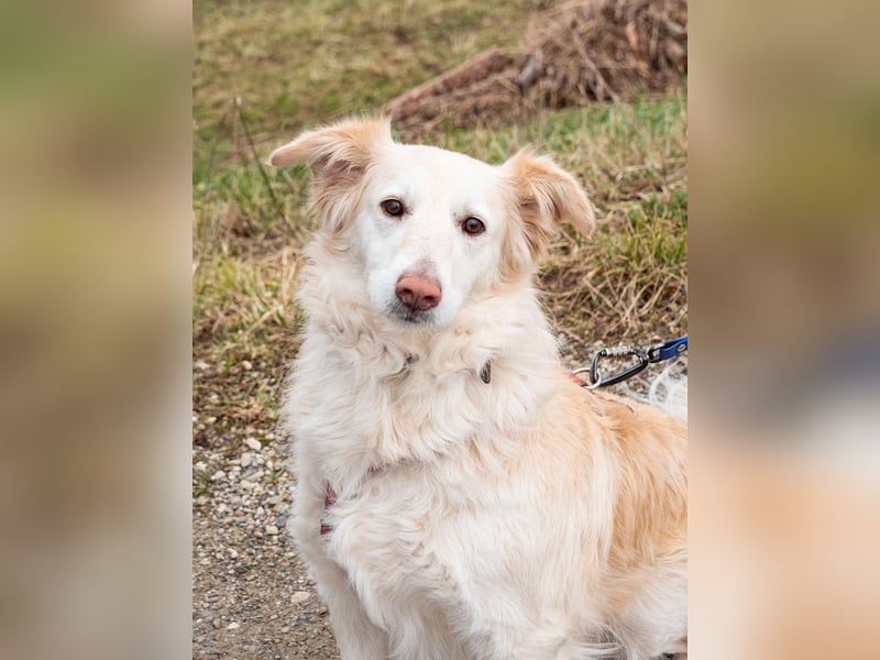 Nixe – wartet im Tierheim 79312 Emmendingen-geht neugierig, offen auf die Menschen zu