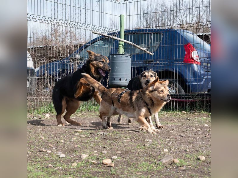 BATMAN-schüchterner Held auf 4 Pfoten sucht dich und sein Zuhause