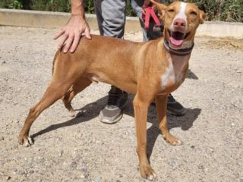 PONGO- vom vergessenen Schatten zum strahlenden Herzenshund