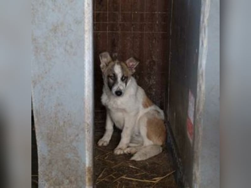 GAMBIT- mehrfach abgehauen vor Tierschützern