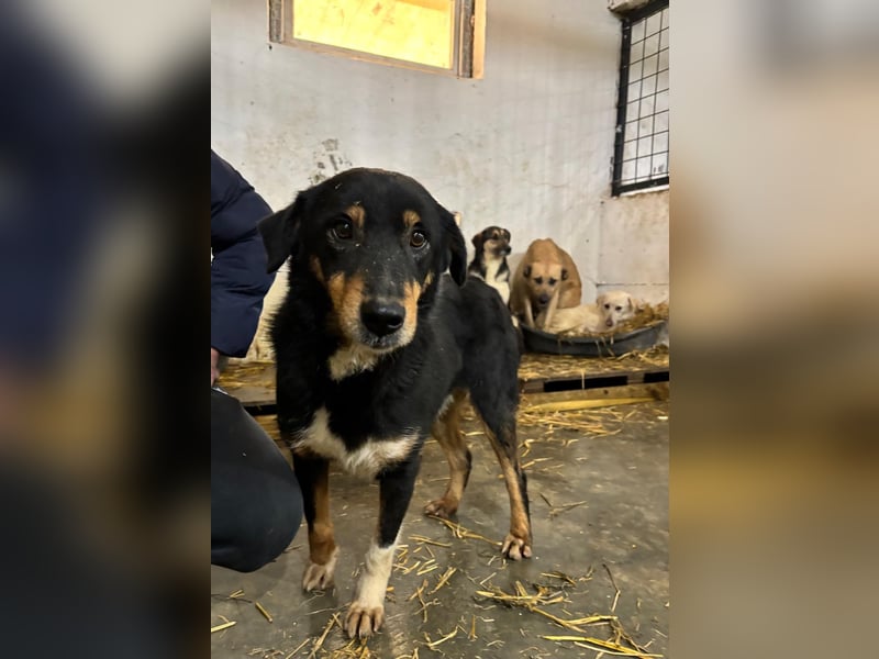 ROCCO-liebenswerter, freundlicher, kleiner Bub sucht liebevolle Für-immer-Familie