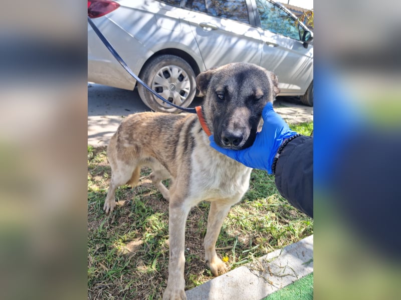 Wunderbarer VINCENT- ein Seelenhund sucht liebevolles Für-immer-Zuhause