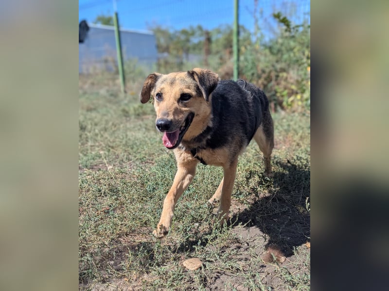 SAADET-freundliche, liebe und herzensgute Hündin wartet auf ihre Chance in einer liebevollen Familie SAADET-freundliche, liebe und herzensgute Hündin wartet auf ihre Chance in einer liebevollen Familie