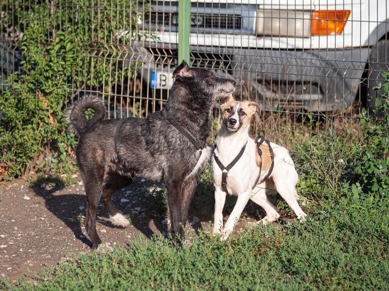 FINJA-sehr freundliche, liebes Mädchen sucht warmes, herzliches Zuhause
