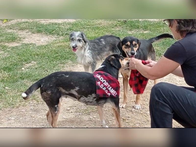 Wunderschöne PIRANA- sucht ein liebevolles Zuhause