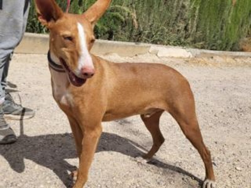 PONGO- vom vergessenen Schatten zum strahlenden Herzenshund