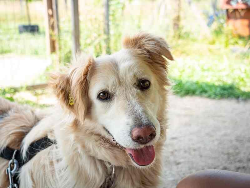 Nixe – wartet im Tierheim 79312 Emmendingen-geht neugierig, offen auf die Menschen zu