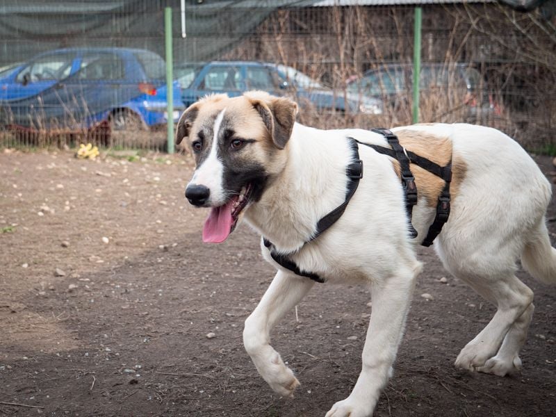FINJA-sehr freundliche, liebes Mädchen sucht warmes, herzliches Zuhause