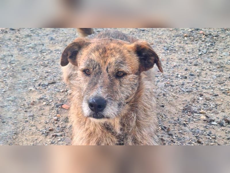 NELSON-kleiner Träumer, sanft,ruhig Seele, wartet sehnsüchtig auf sein liebevolles Für-immer-Zuhause