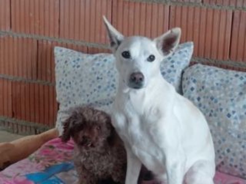 PISTOLE- ein freundlicher, menschenbezogener Hund