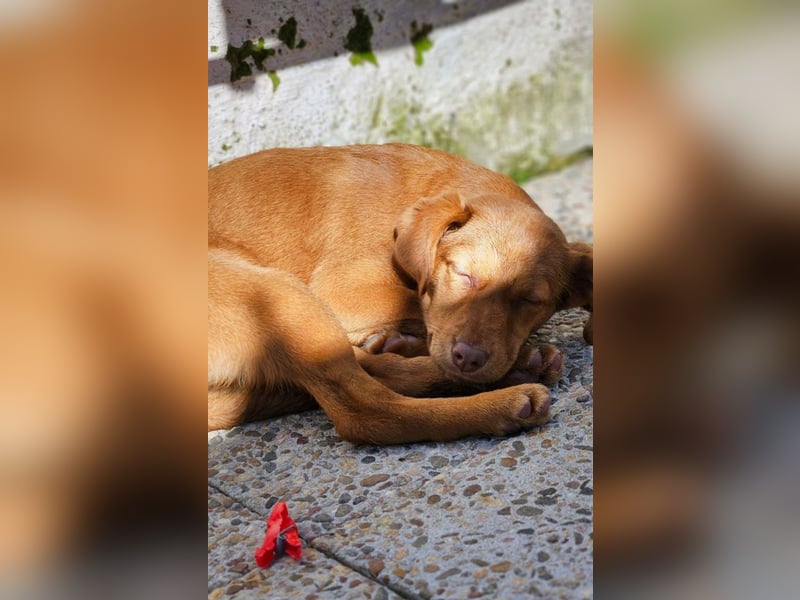SIENA-fröhliches, freundliches Mädchen irrte alleine auf der Straße umher,auf der Suche nach Familie