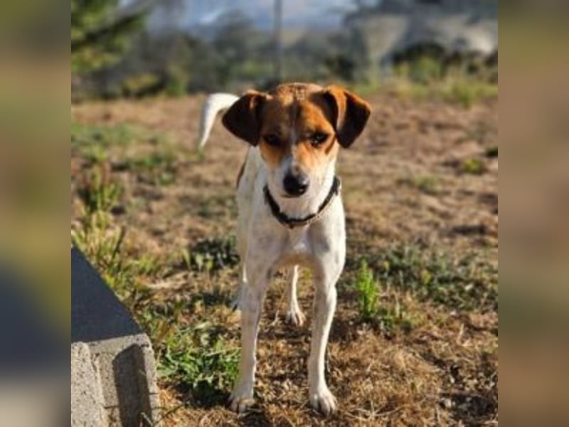 MAYA-wünscht sich Spaziergänge durch Wald und Wiesen, gemeinsame Ausflüge und ein liebvolles Zuhause
