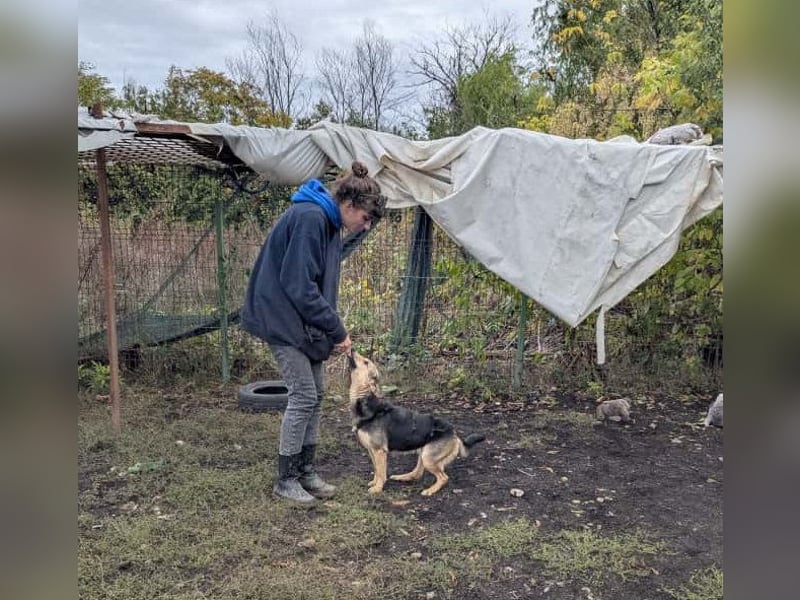 SAADET-freundliche, liebe und herzensgute Hündin wartet auf ihre Chance in einer liebevollen Familie SAADET-freundliche, liebe und herzensgute Hündin wartet auf ihre Chance in einer liebevollen Familie