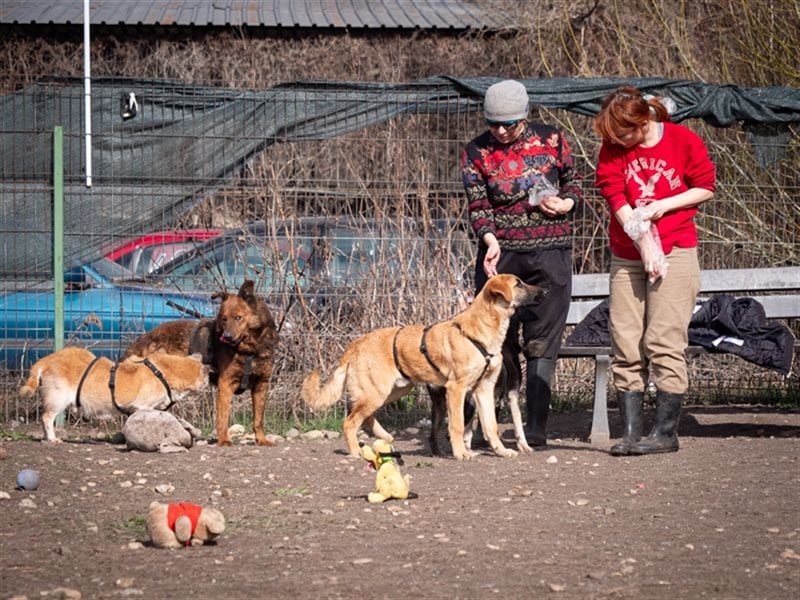 HUCKLEBERRY (Huck)-freundlich, mit sonnigem Gemüt