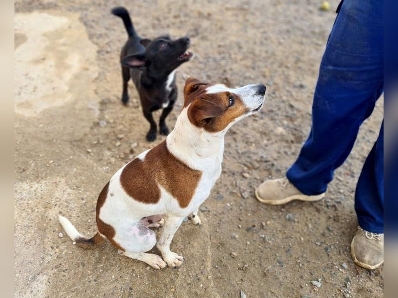 Freundlicher TOMAS-voller Lebensfreude und Optimismus wartet er sehnlichst auf seine "Für-immer-Fam"
