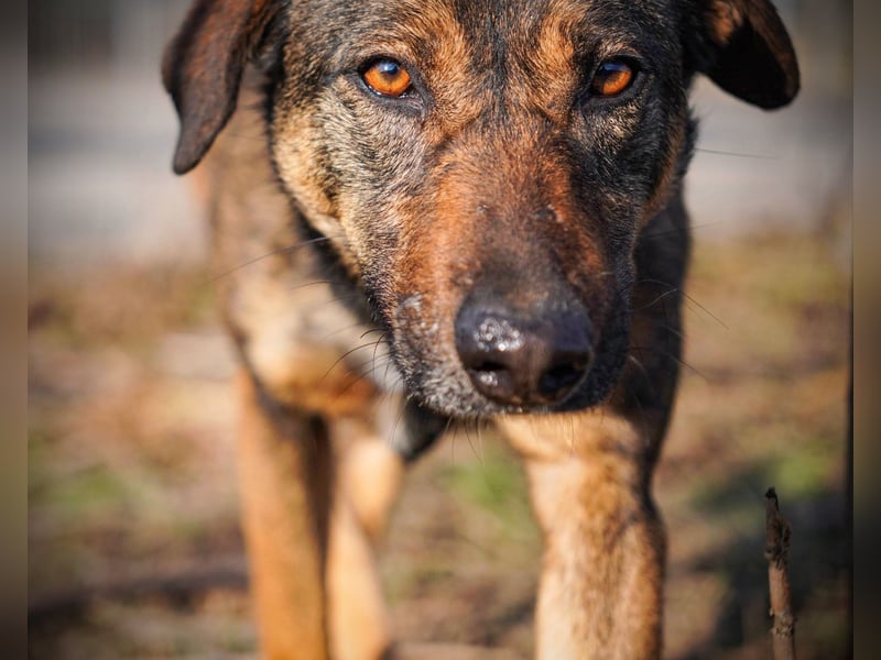FEDORA-schüchterne Maus auf der Suche nach Liebe, Schutz, Geborgenheit