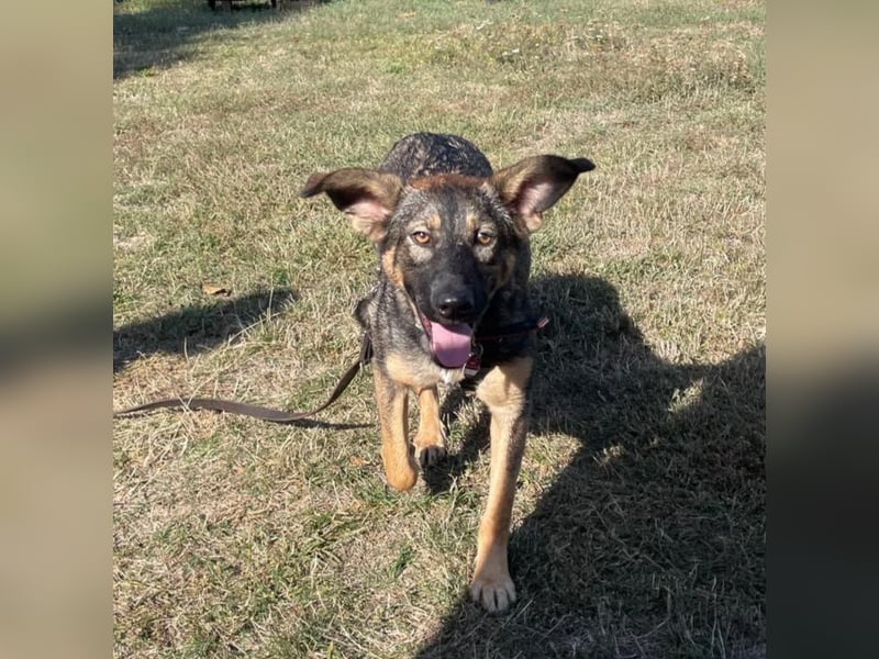 SOPHIE-Vielleicht können genau Sie sichin diesem Moment vorstellen, Sophie ein Zuhause zu geben.