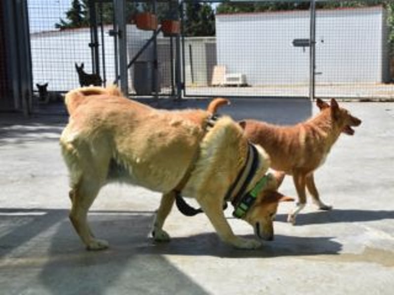 AKIRA-verschmustes, anhängliches Hundemädchen sucht ein ruhiges, liebevolles Zuhause