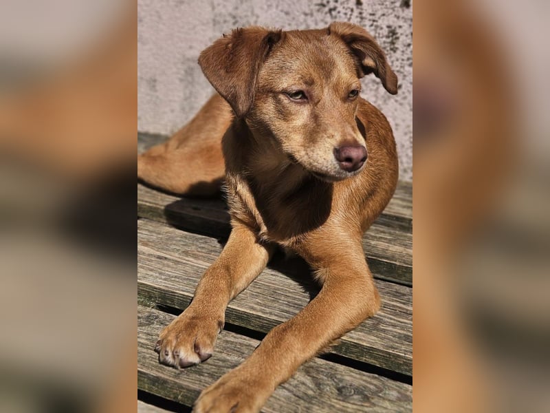 SIENA-fröhliches, freundliches Mädchen irrte alleine auf der Straße umher,auf der Suche nach Familie