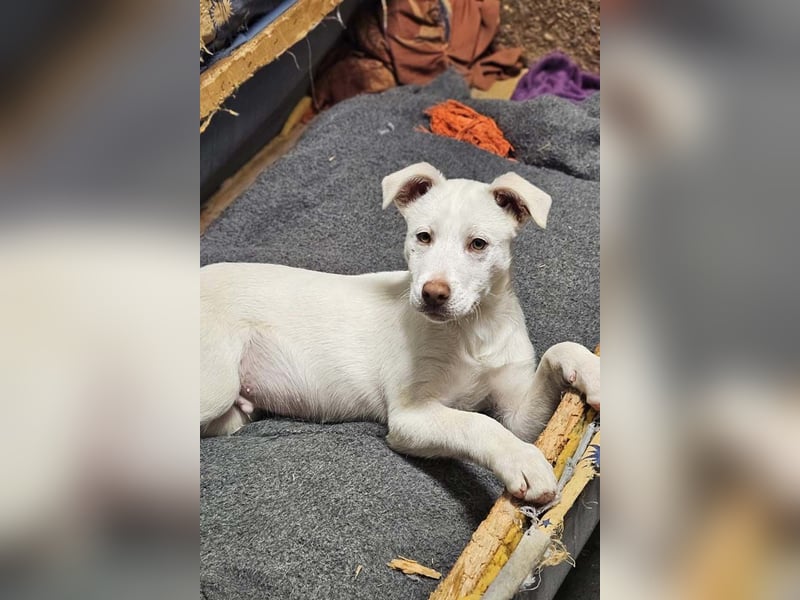 KINDER-fröhlicher, aufgeweckter Bub irrte allein auf der Straße umher,sucht seine Für-immer-Menschen