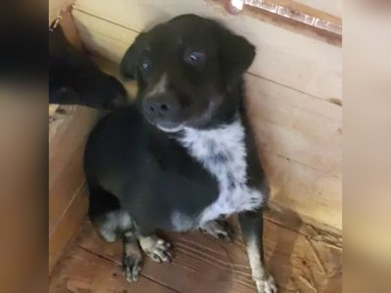 SANSA-Sanfte Seele sucht den Weg ins Glück